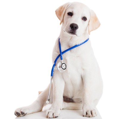 Pet Care